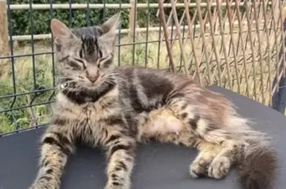 Chatte affamée trouvée, cherche ses petits - photo