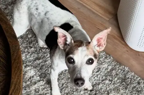 Lost Jack Russell: Forest Creek, Melbourne