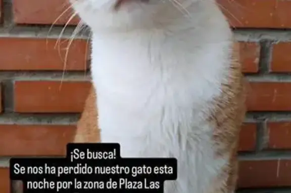 Perdido: Gatito Blanco y Naranja en Alcorcón