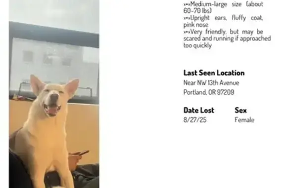 Help Find Winter: Missing White Husky Mix