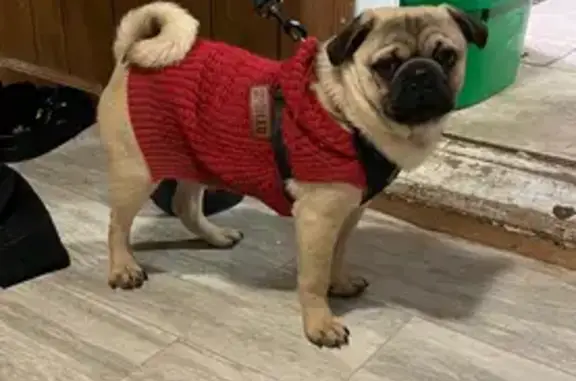 Lost Brown Pug with Unique Markings