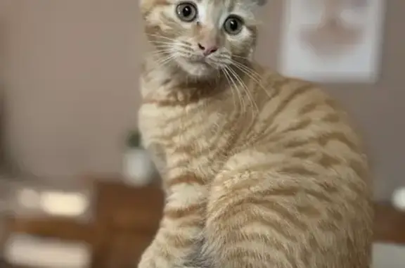 Chat perdu, , photo: Chatonne tigrée rousse perdue, Impasse Feydeau