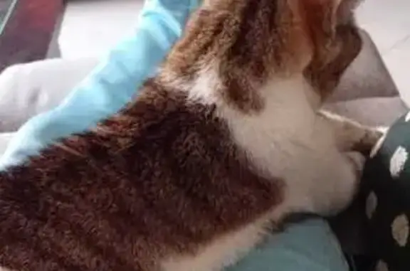 Chatte blanche et tigrée perdue à Onnaing - photo