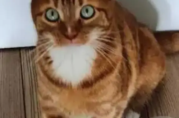Chat perdu, Paris, photo: Chat roux perdu, AirTag, Hameau Béranger