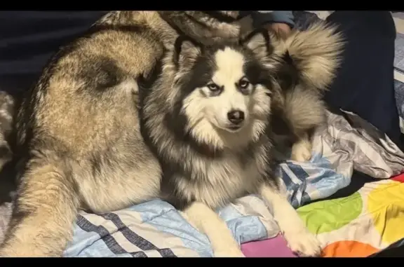 Missing dog , photo: Lost Dog: Blue-Eyed, Curly-Tailed in Idaho