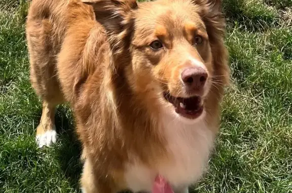 Lost Red Tri Australian Shepherd - Help!