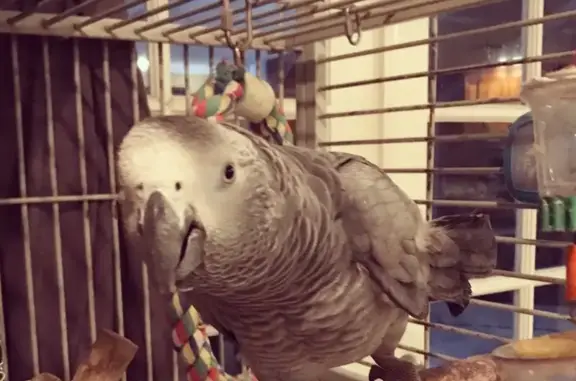 Stolen African Grey Parrot: Clea Missing