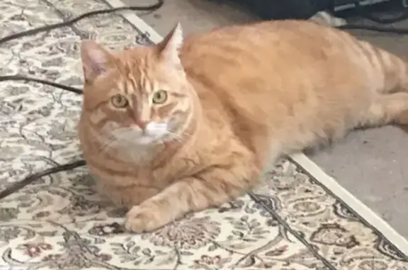 Lost Friendly Orange Cat in St. Clair