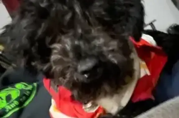 Help Bring Maxel Home: Lost in Lee's Summit