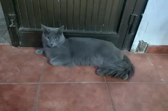 ¡Gato Azul Ruso Perdido en Santa Cruz!