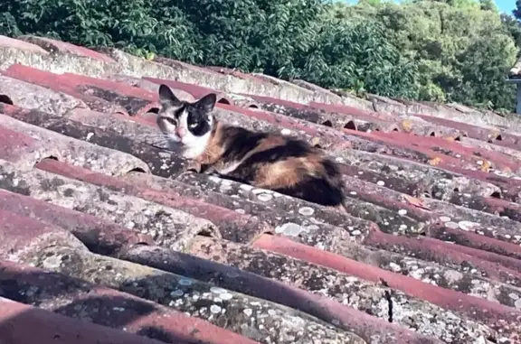 Chatte perdue à Fontvieille, contactez-nous - photo