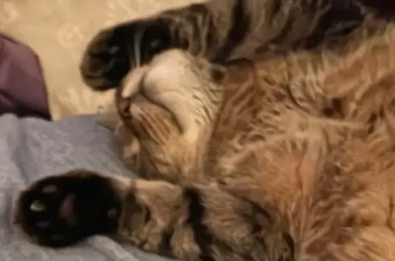 Missing cat , photo: Lost Cat: Oscar, Brown & Striped Tail