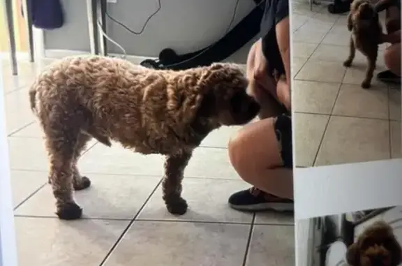 Lost 3-Legged Brown Dog in Las Vegas