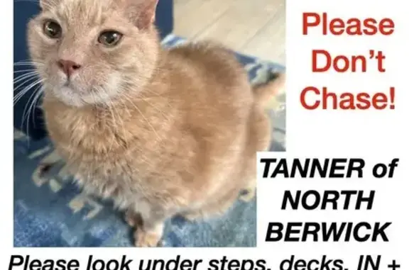 Lost Diabetic Cat Tanner on West 11th St