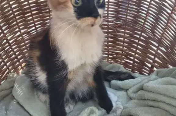 Chatte tricolore trouvée à Bordeaux - photo