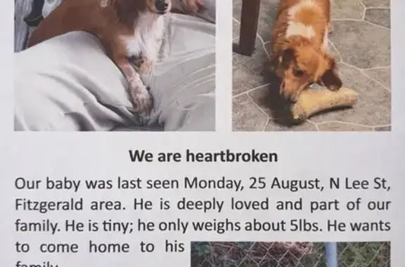 Missing: Reddish Mini-Dachshund, 5 lbs