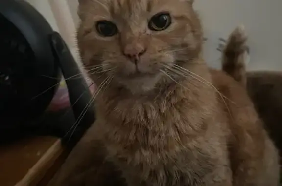 Lost Orange Cat with Freckled Nose