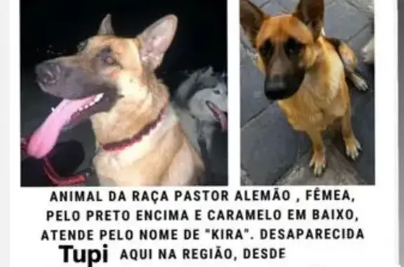 cachorro desaparecida