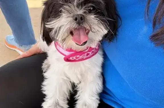 Lost Timid Female Dog in Crystal Creek
