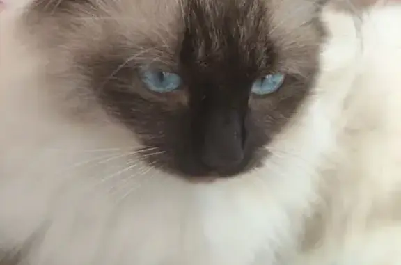 Chat perdu, Savigny-sur-Orge, photo: Chat siamois perdu à Savigny-sur-Orge