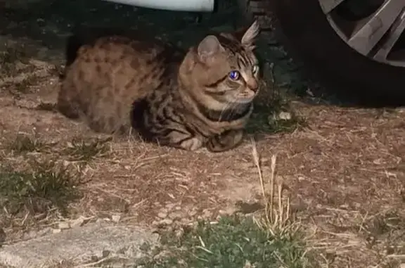 Chat européen trouvé à Naintré - photo