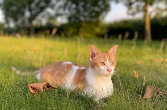 Animaux perdus , photo: Chat perdu Caro, Bretagne