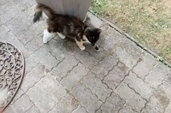 Chat trouvé Feignies, photo: Chat tricolore trouvé à Feignies