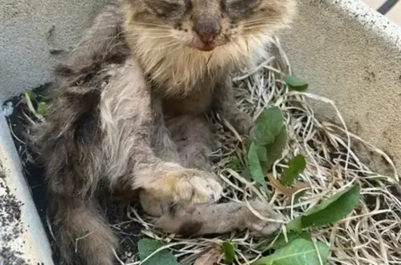 Chat Perdu à Parmain : Amande à Retrouver - photo