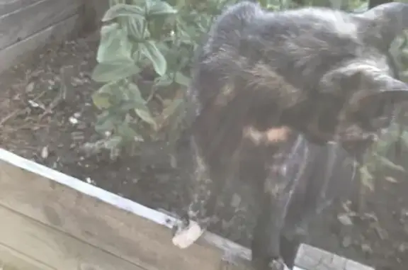 Found cat Salem, photo: Friendly Multicolored Cat Found in Salem