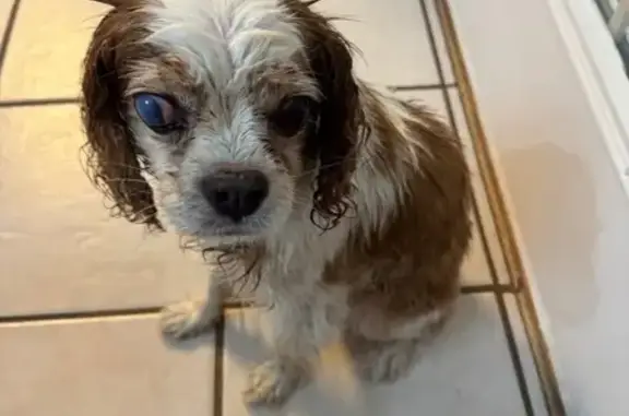 Found dog Edmond, photo: Found Dog on Santa Fe in Edmond