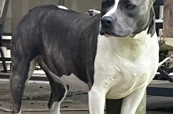 Friendly Lost Dog: White & Bluish Gray