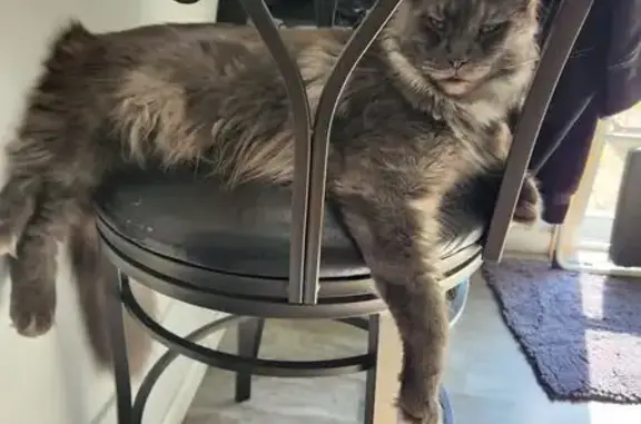 Help Find Blue: Lost Cat in Plainwell