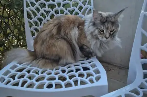 Maincoon beige roux perdu, Le Rove - photo