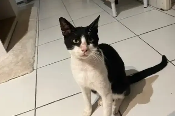 Animaux trouvés Castelnaudary, photo: Chat noir et blanc trouvé à Castelnaudary