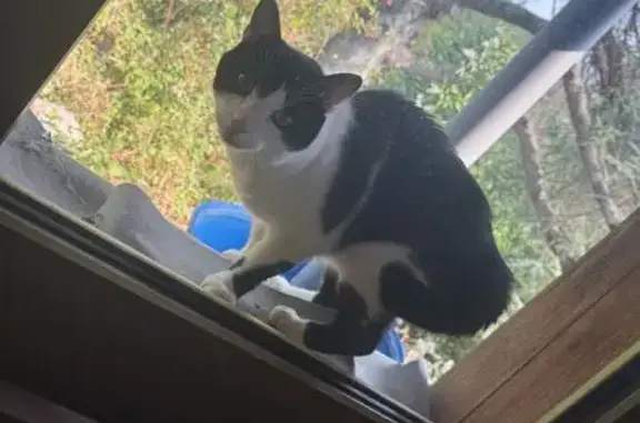 Chat perdu, Lyon, photo: Chat perdu : Noir et blanc, 3 ans, Rue Dumenge