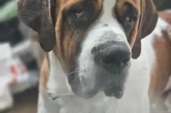 Chien trouvé Saint-Savournin, photo: Chien trouvé, collier gris, St-Savournin