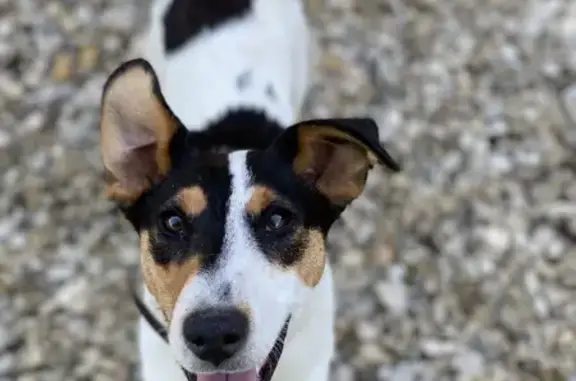 Chien perdu Graveson, photo : Chienne tricolore perdue à Graveson