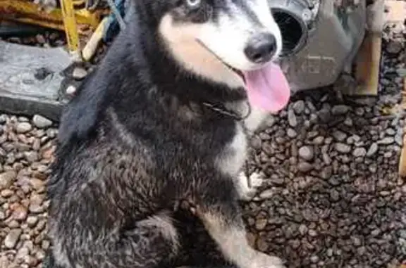 Perro encontrado Ciudad Obregon, foto: Perro Encontrado en Av. Rodolfo F. Valdés
