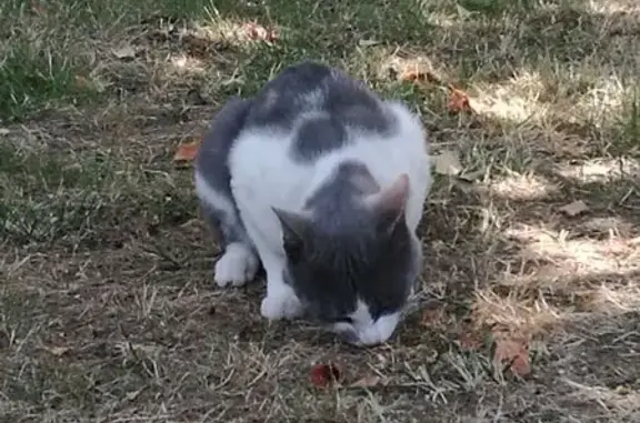 Animaux trouvés Isle, photo: Chat mâle non castré trouvé, yeux verts