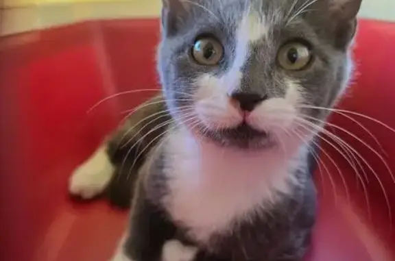 Chat gris et blanc trouvé à Lezay - photo