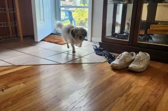 Found dog , photo: Found Dog: Fluffy White with Brown Spots