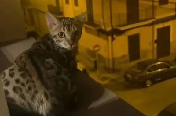 Urgente: Gato Perdido en Palma de Noche