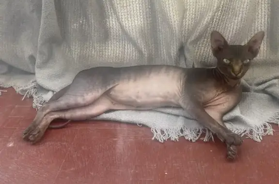 ¡Gatita Noah Perdida en San Juan!