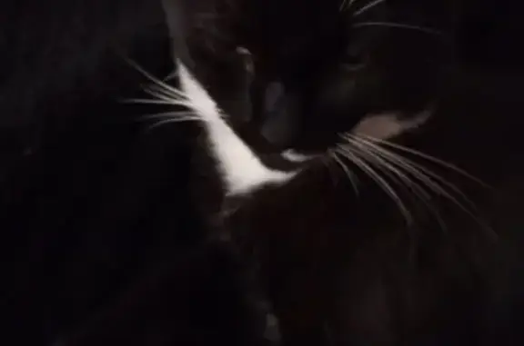 Chatte perdue à Torxé : noire et blanche - photo