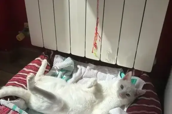 ¡Ayuda! Gato Coco perdido en La Zubia