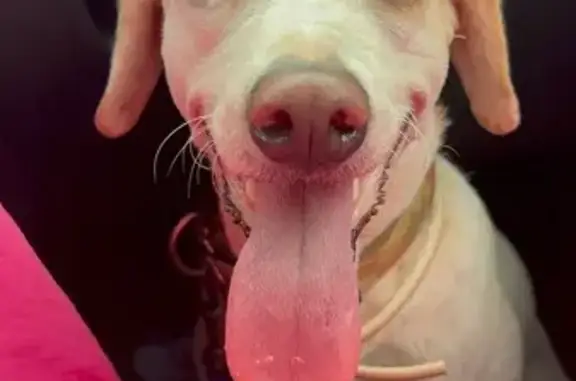 Perro Perdido: Asustadizo en Barcelona