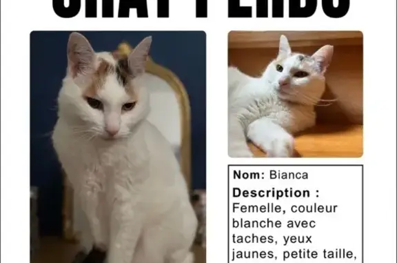 Animaux perdus Pontarlier, photo: Chatte blanche tachetée perdue à Pontarlier