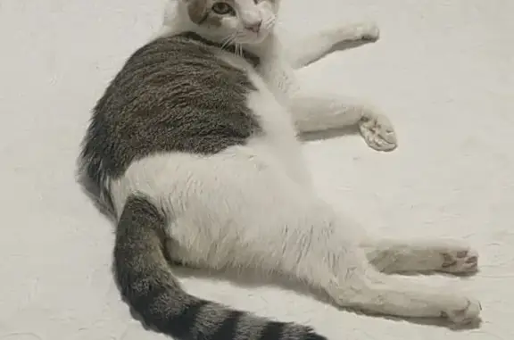 ¡Gato Europeo Perdido en Las Cabezas!
