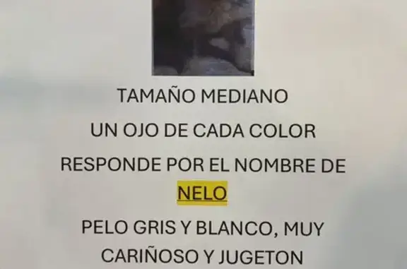 Perros perdidos, , foto: ¡Ayuda! Perdido Nelo, perro de dos colores