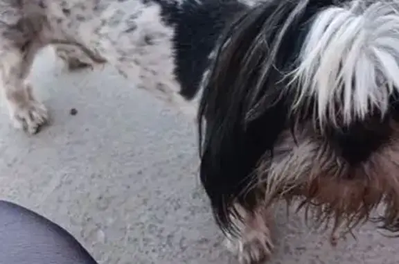 Perro encontrado Chihuahua, foto: Shih Tzu y Labrador Perdidos en Chihuahua